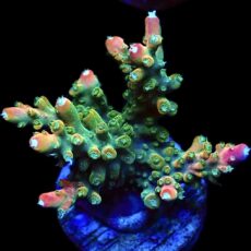WYSIWYG 21G Fantasia Acropora