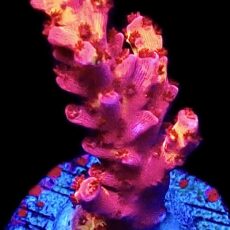 WYSIWYG 11H PC Rainbow Acropora Frag