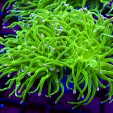 WYSIWYG Ultra Metallic Cotton Candy Torch Euphyllia Double Head 3
