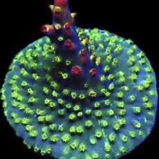 WYSIWYG 17D Acropora