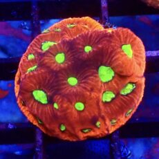 WYSIWYG 32H Cherry / Lime War Coral Frag