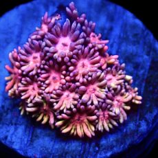 WYSIWYG 24A Rainbow Goniopora Frag