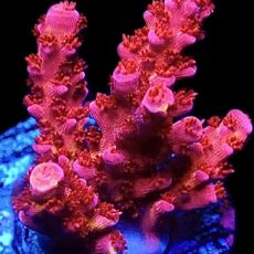 WYSIWYG 20F PC Rainbow Acropora Frag