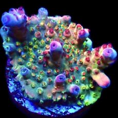 WYSIWYG 23G Acropora Frag