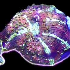 WYSIWYG 33G Rainbow Discosoma Mushroom