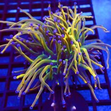 WYSIWYG Rainbow Grail Torch Euphyllia Double Head 11