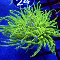 WYSIWYG Ultra Metallic Blue Tip Torch Euphyllia 97