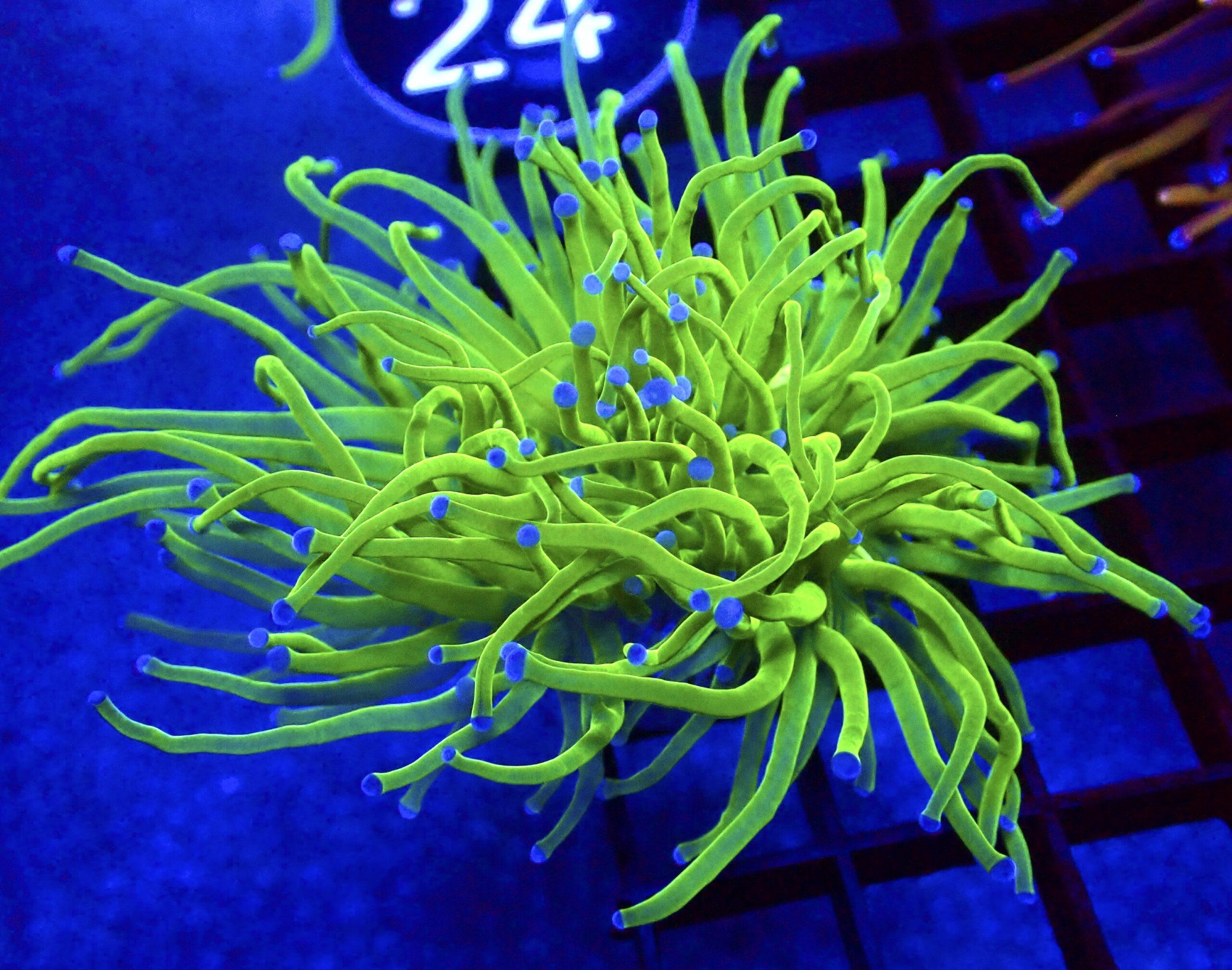 WYSIWYG Ultra Metallic Blue Tip Torch Euphyllia 97