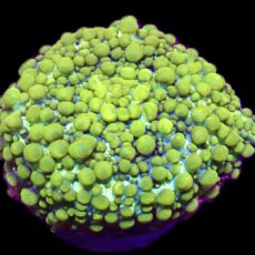 WYSIWYG 35G Lemon Bounce Mushroom Large
