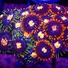 WYSIWYG Zoanthid Frag T28
