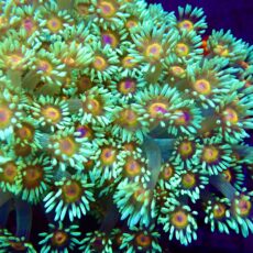 Purple Sunset Goniopora Frag (20+ Polyps)
