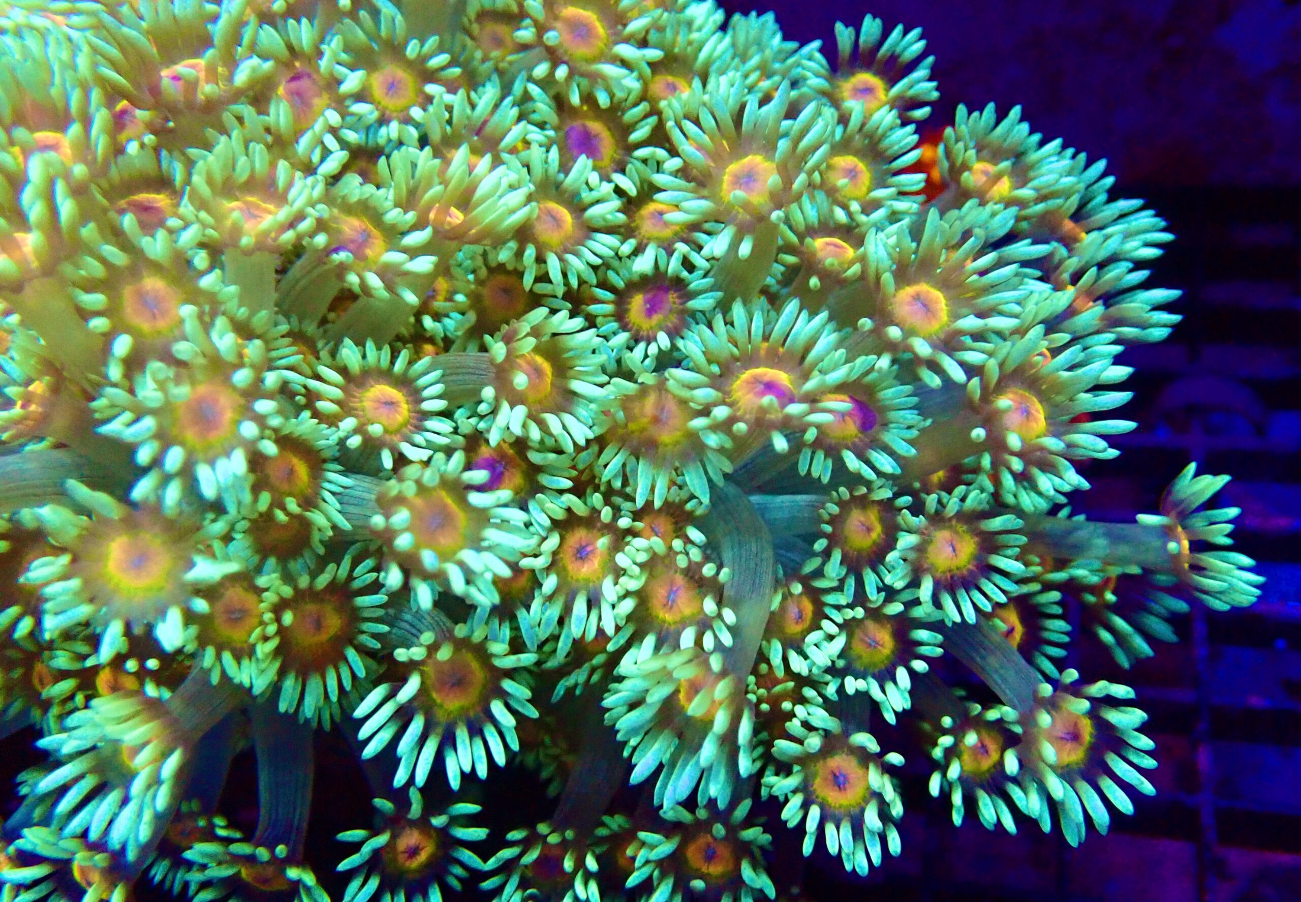 Purple Sunset Goniopora Frag (20+ Polyps)