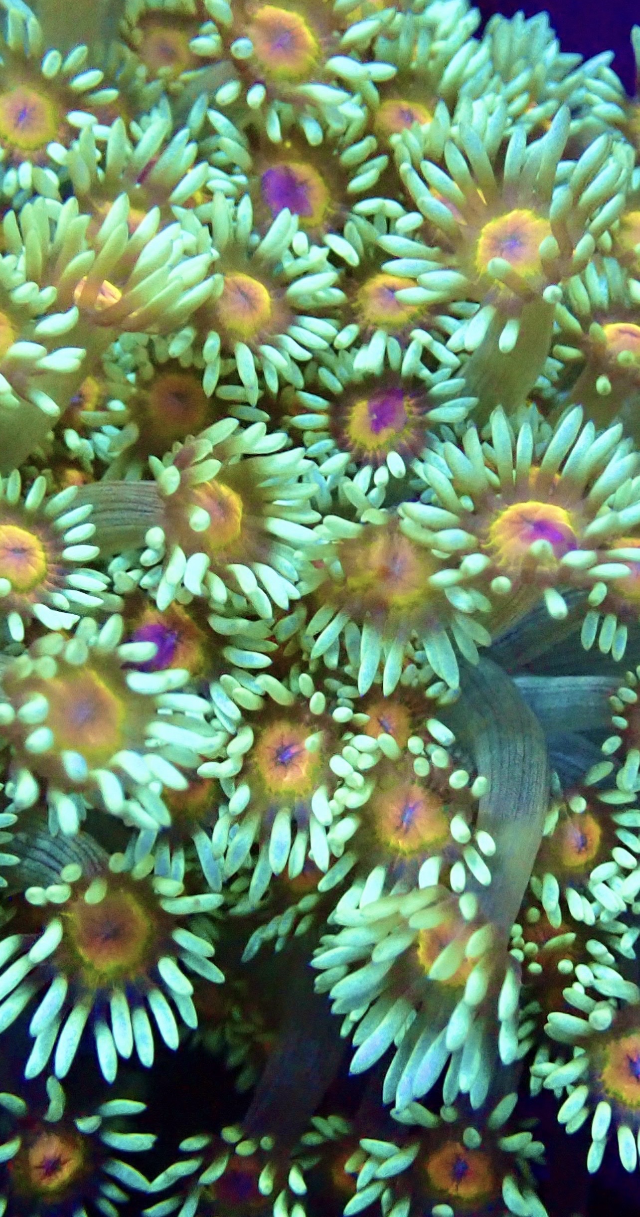 Purple Sunset Goniopora Frag (20+ Polyps) - Image 2