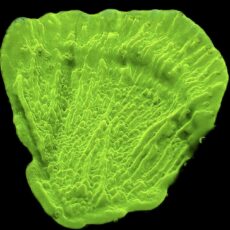 WYSIWYG 7E Toxic Lime Plating Montipora