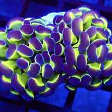 Hologram Branching Hammer Double Head