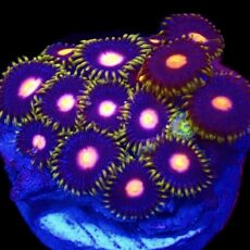 WYSIWYG Zoanthid Frag T2