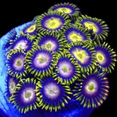 WYSIWYG Zoanthid Frag T6