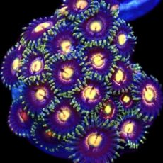 WYSIWYG Zoanthid Frag T11