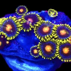 WYSIWYG Zoanthid Frag T12