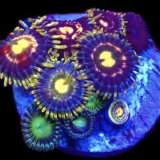 WYSIWYG Zoanthid Frag T24