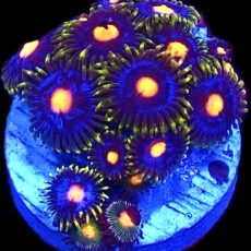 WYSIWYG Zoanthid Frag T27