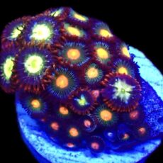 WYSIWYG Zoanthid Frag T40