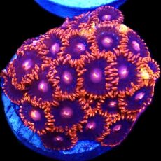 WYSIWYG Zoanthid Frag T41