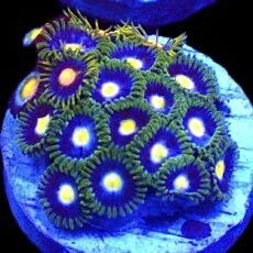 WYSIWYG Zoanthid Frag T58