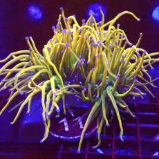 WYSIWYG Rainbow Grail Torch Euphyllia Double Head 11