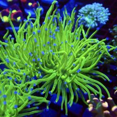 WYSIWYG Ultra Metallic Blue Tip Torch Euphyllia Double Head 24