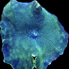 WYSIWYG 31A Ultra Discosoma Mushroom Large
