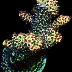 WYSIWYG M14 Rainbow Millepora Frag Extra Large