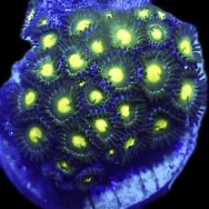 WYSIWYG Zoanthid Frag R24