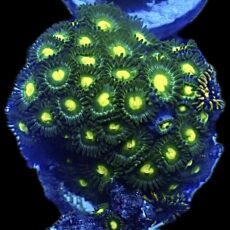 WYSIWYG Zoanthid Frag R25