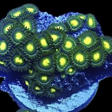 WYSIWYG Zoanthid Frag R26