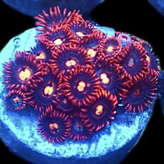 WYSIWYG Zoanthid Frag R28
