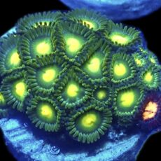 WYSIWYG Zoanthid Frag R31
