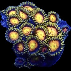 WYSIWYG Zoanthid Frag R29