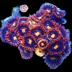 WYSIWYG Zoanthid Frag R30
