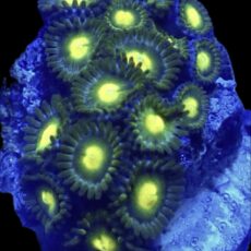WYSIWYG Zoanthid Frag R32