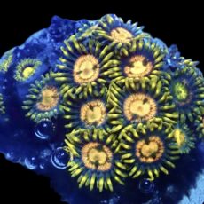 WYSIWYG Zoanthid Frag R33