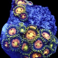 WYSIWYG Zoanthid Frag R34