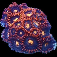 WYSIWYG Zoanthid Frag R35