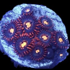 WYSIWYG Zoanthid Frag R36
