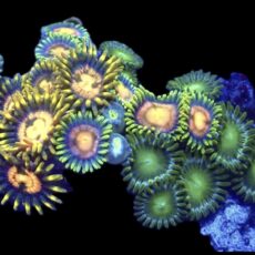 WYSIWYG Zoanthid Frag R37