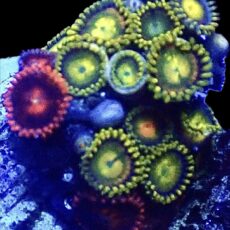 WYSIWYG Zoanthid Frag R38