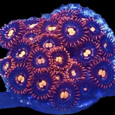 WYSIWYG Zoanthid Frag R39