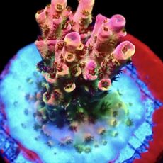 WYSIWYG 8F Flame Thrower Acropora