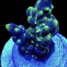 WYSIWYG 8i Acropora Ultra Tricolour