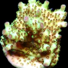 WYSIWYG 7B Tabling Berry Blast Granulosa Frag Extra Large